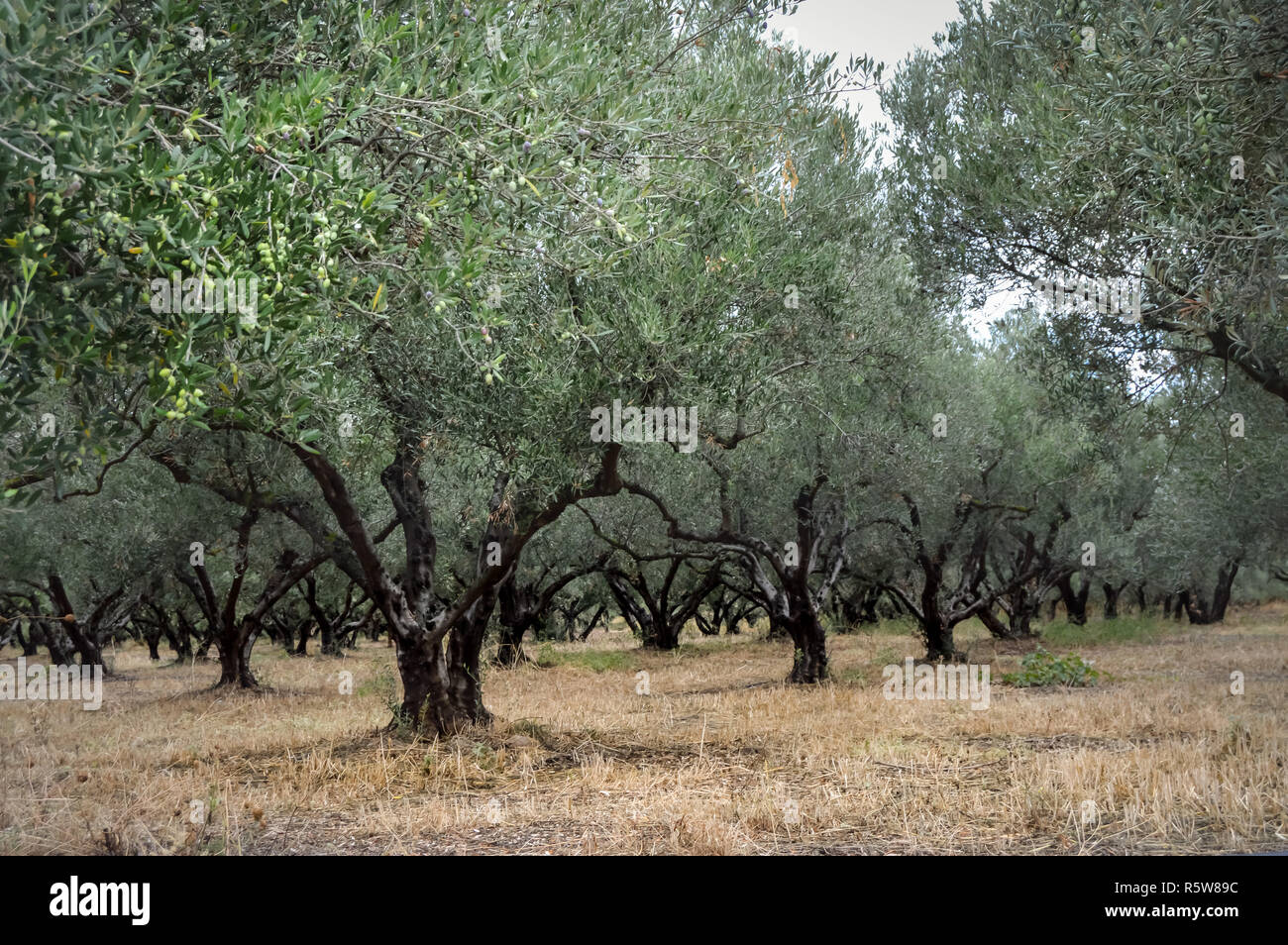 Field of olive trees in the center of the island of Crete Stock Photo ...