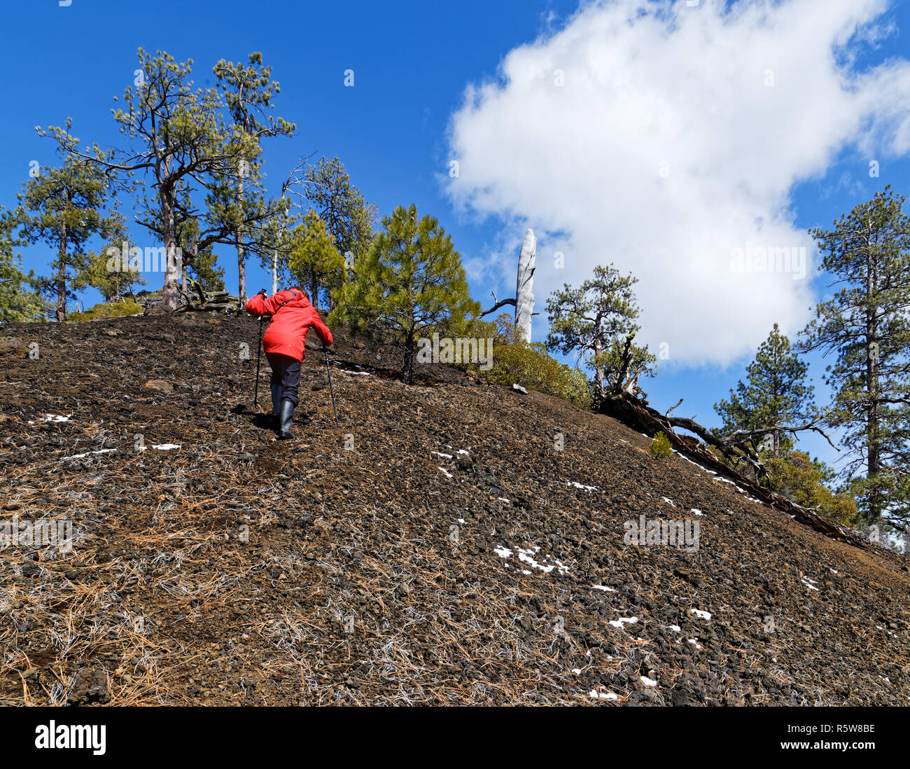 42,835.02048 Woman hiking struggling to climb a steep slope of a black cinder cone with Ponderosa pine trees (Pinus ponderosa), blue sky white clouds Stock Photo