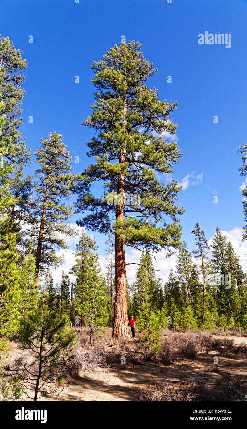 43,200.00198 woman standing by 42” diam. old growth Ponderosa pine (Pinus ponderosa) tree, perfect specimen outlined against a blue sky in Oregon USA Stock Photo