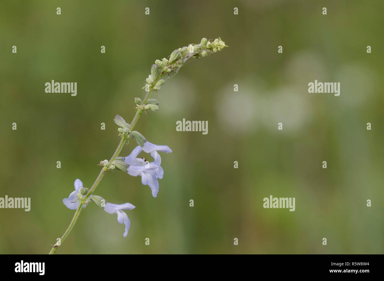 Blue Sage, Salvia azurea Stock Photo