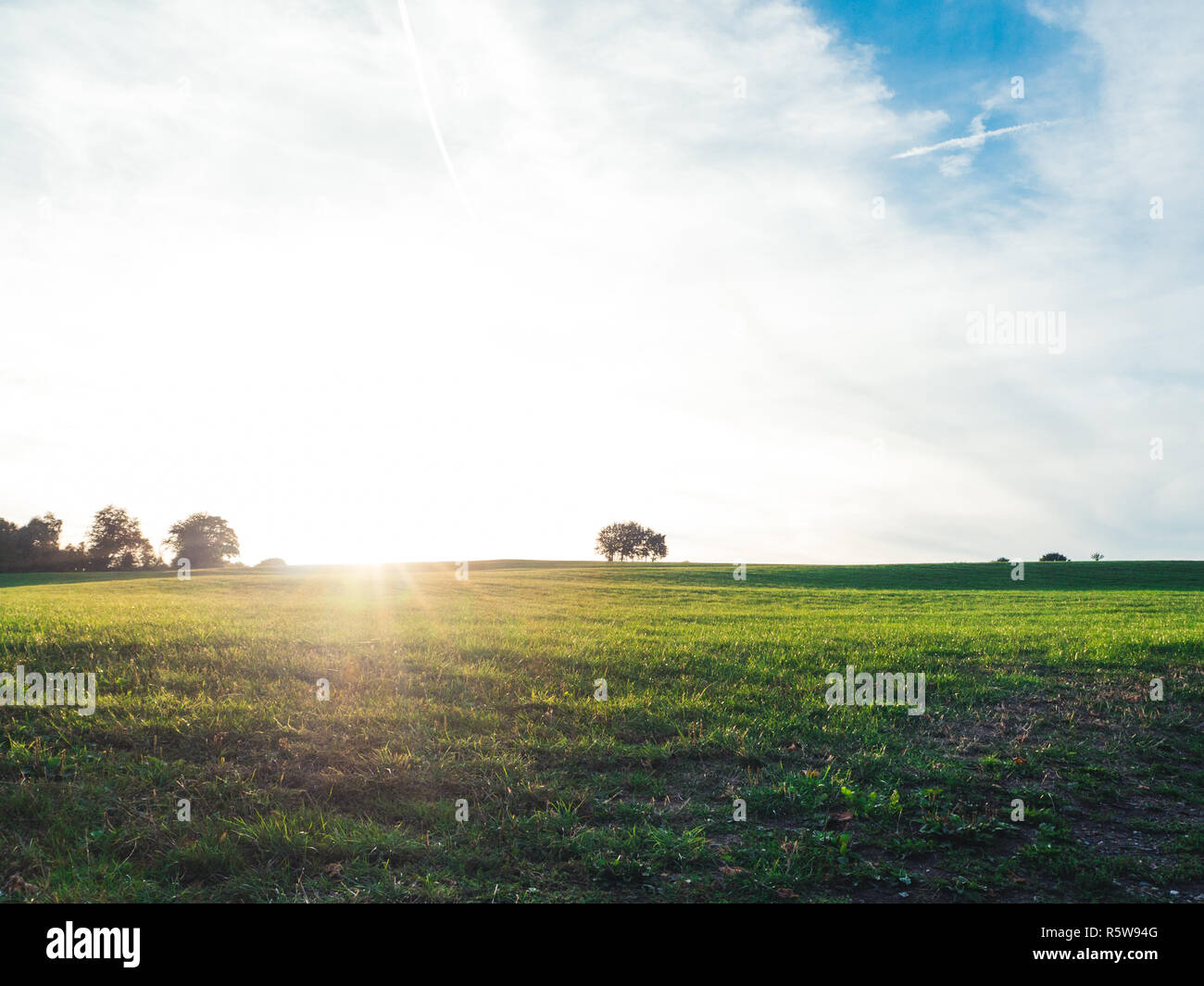 Solitude concept: Single tree standing on a green meadow in the sunshine Stock Photo