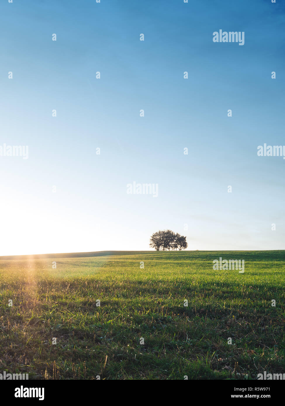 Solitude concept: Single tree standing on a green meadow in the sunshine Stock Photo