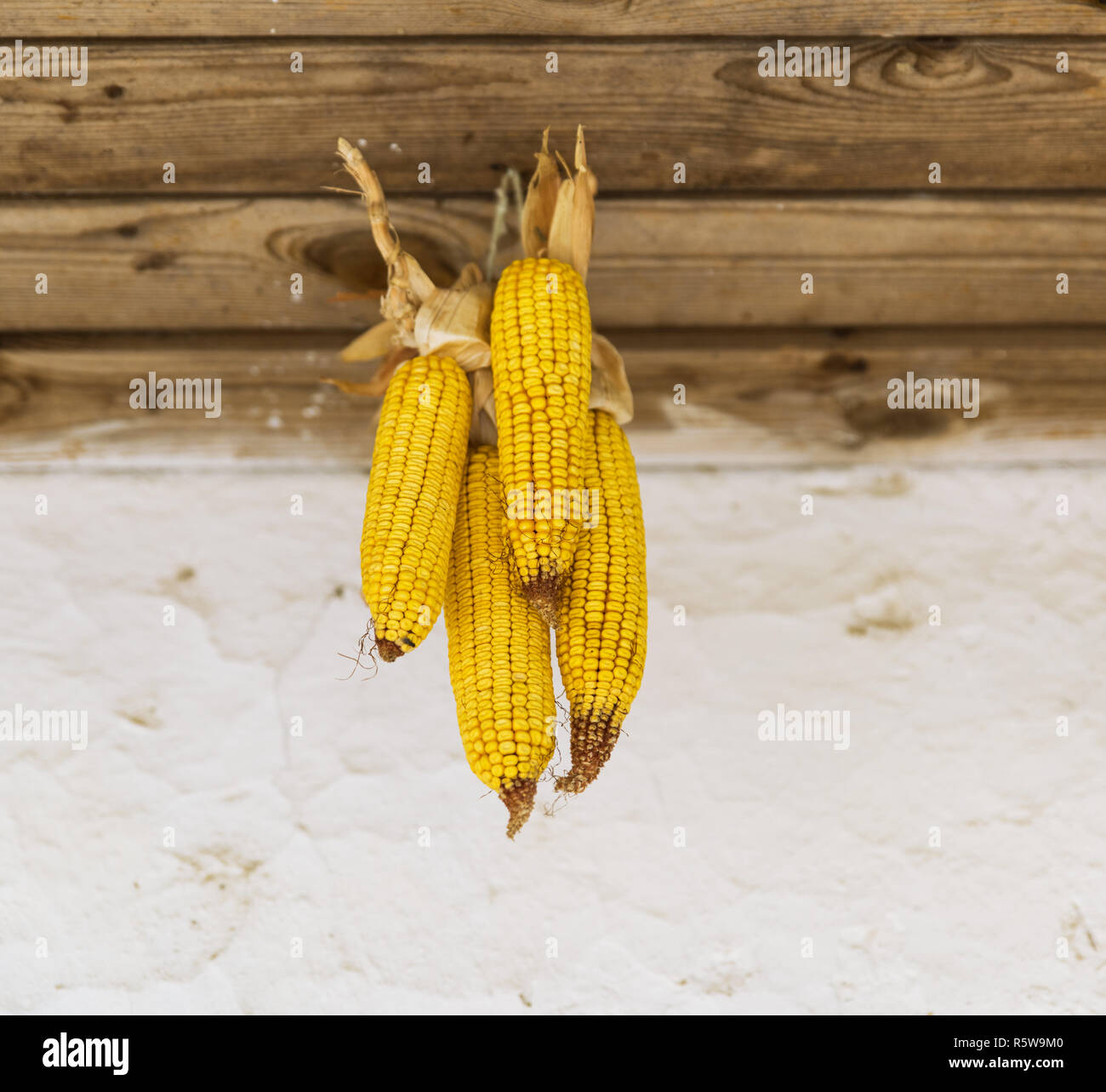 corn cobs hang on a rope Stock Photo - Alamy
