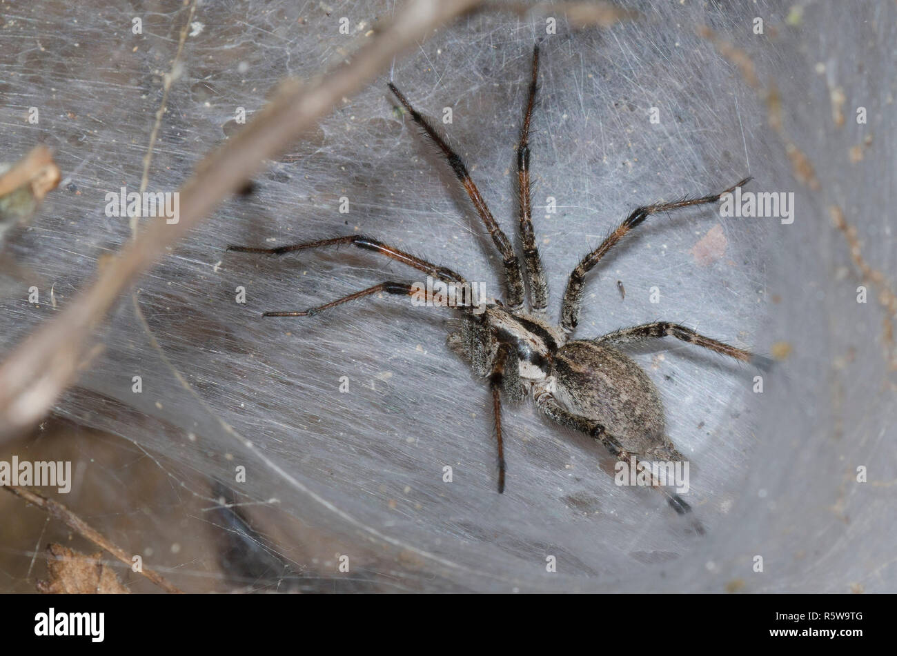 Funnelweb Spider, Family Agelenidae, in web Stock Photo