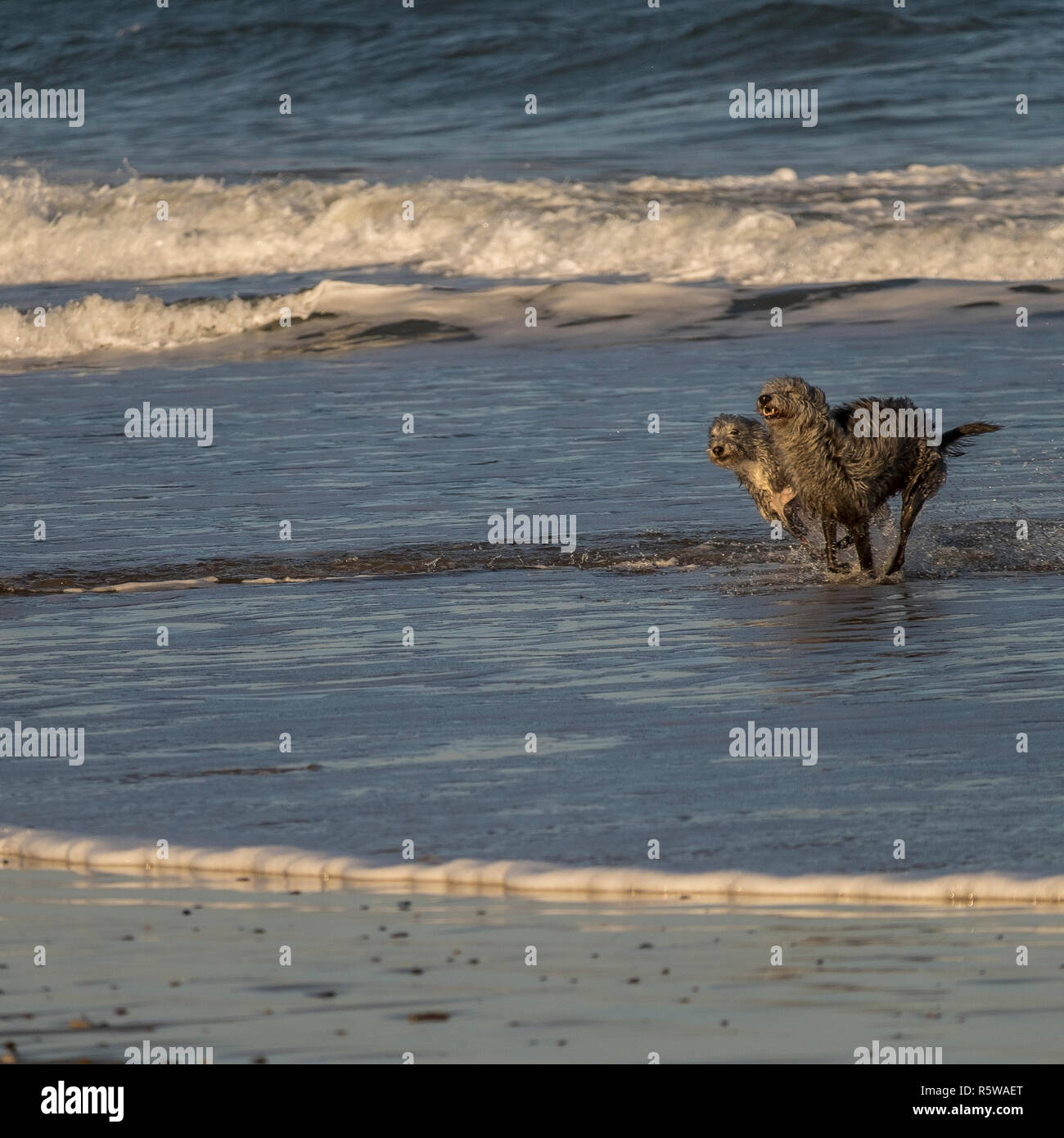 two dogs playing in the sea's surf at saltburn, uk Stock Photo Alamy