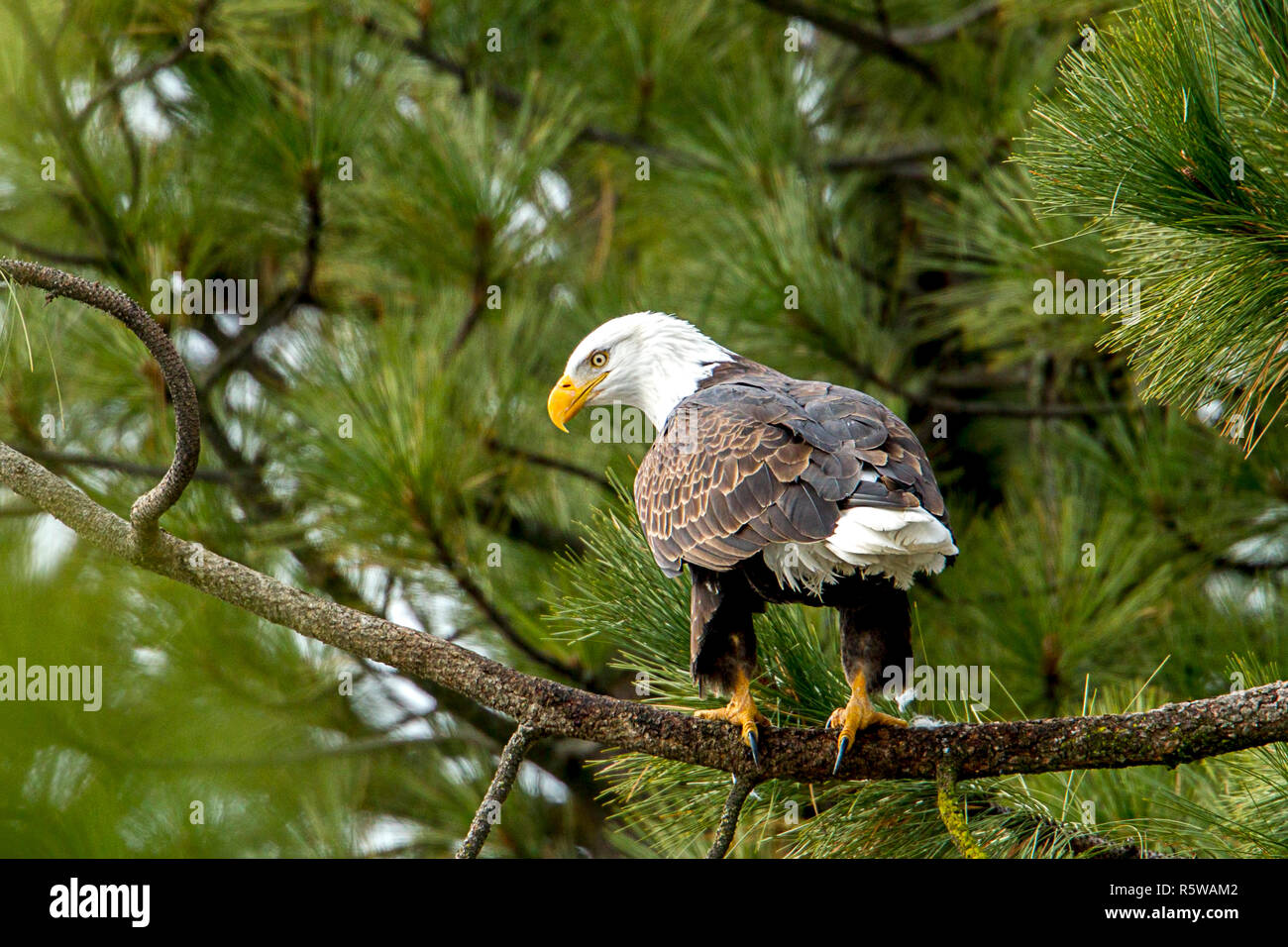 An American bald eagle is perched in a tree by Coeur d'Alene Lake in Idaho. Stock Photo
