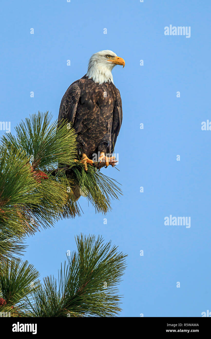 An American bald eagle is perched in a tree by Coeur d'Alene Lake in Idaho Stock Photo Alamy