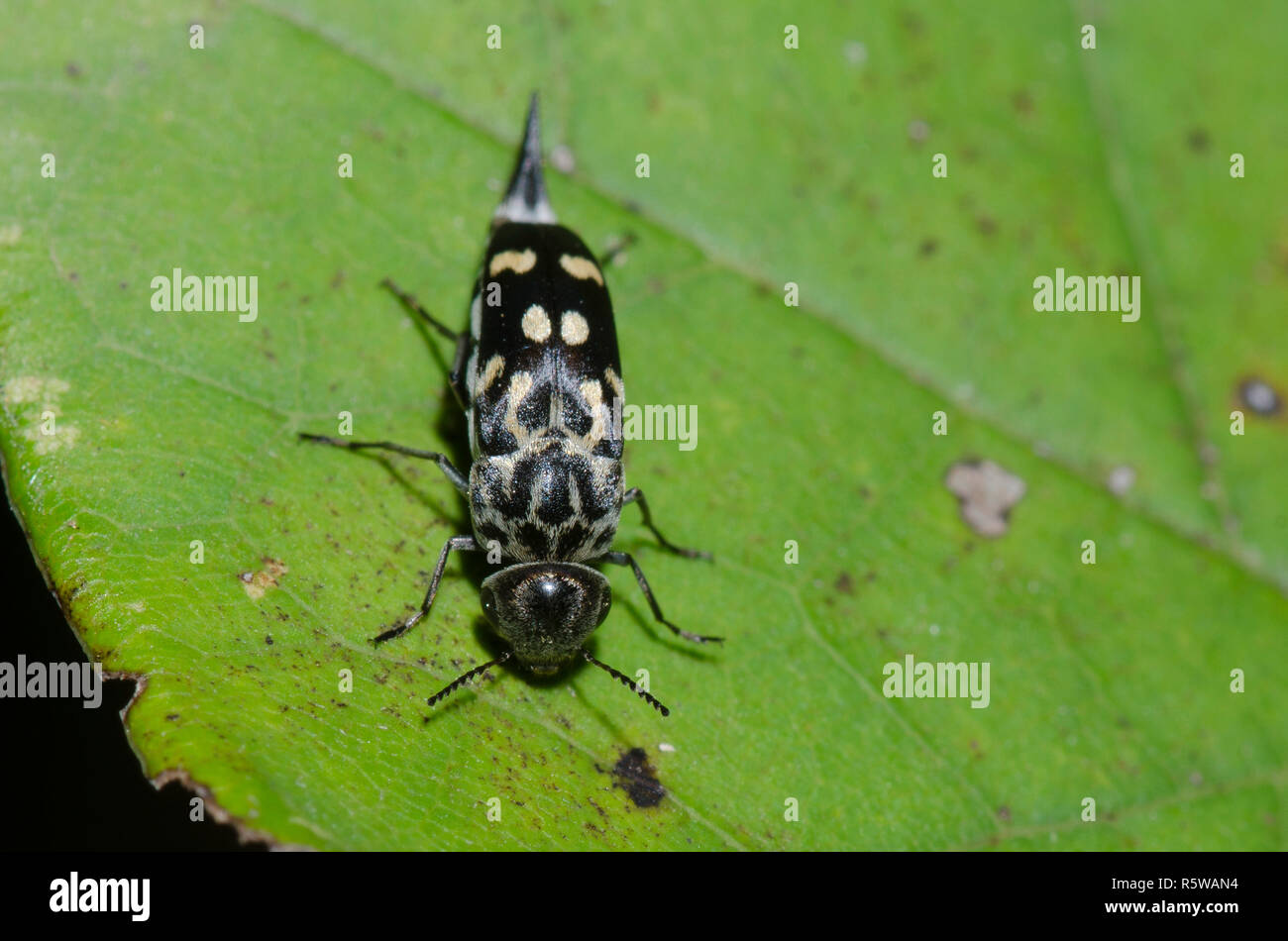 Tumbling Flower Beetle, Hoshihananomia octopunctata Stock Photo Alamy