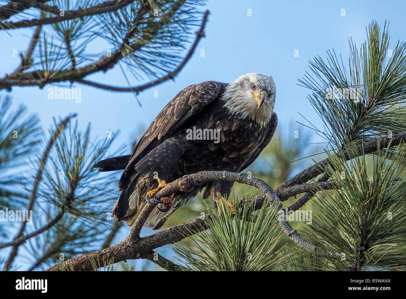 An american bald eagle is perched in a tree above Coeur d'Alene Lake in Idaho Stock Photo Alamy