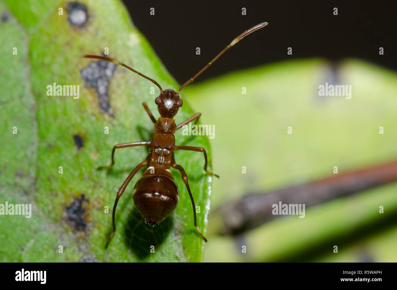 Broad-headed Bug, Family Alydidae, nymph Stock Photo