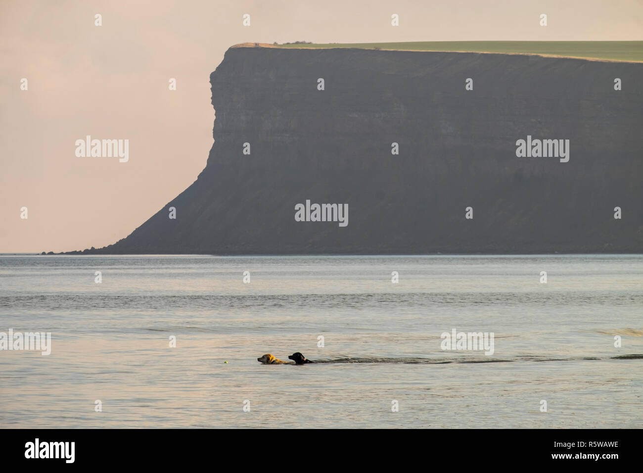 labrador dogs swimming in the north sea at saltburn, uk Stock Photo Alamy