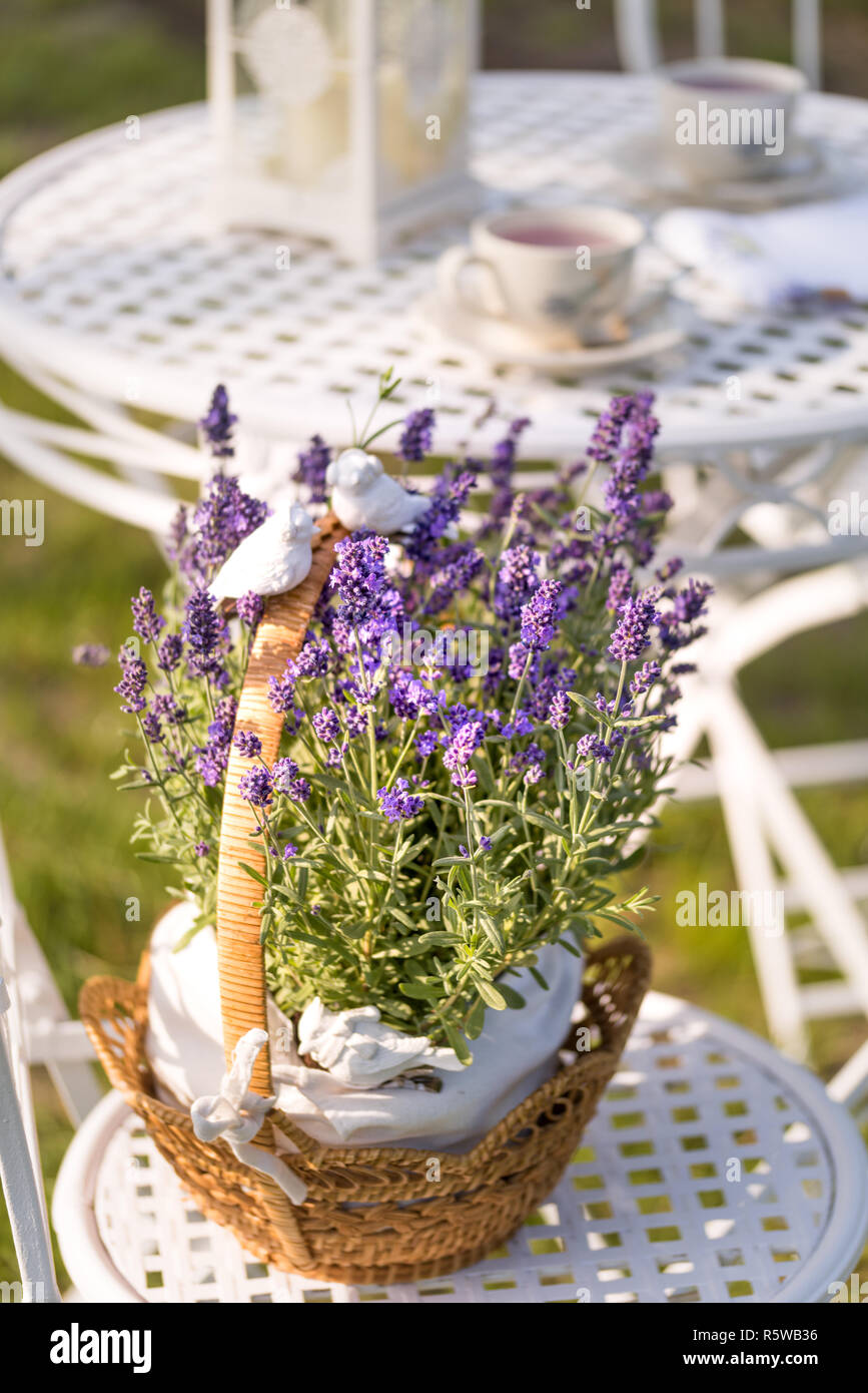 beauty and fresh lavender in the flower pot Stock Photo Alamy