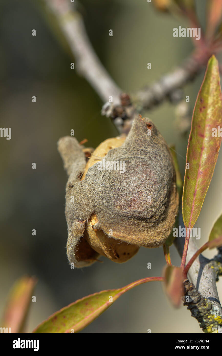 almond fruit on branch Stock Photo Alamy