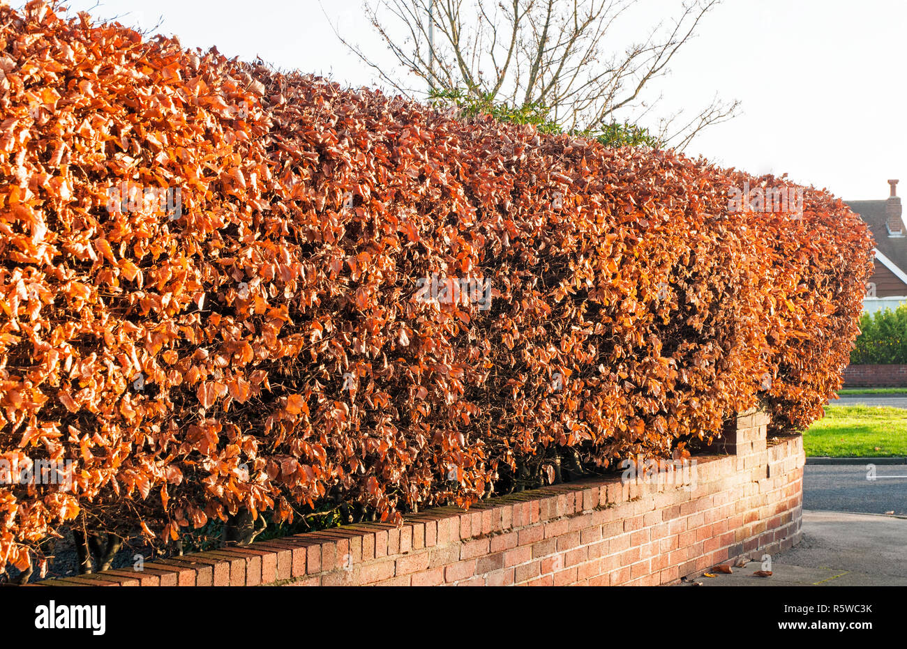 25 Copper beech Hedging Fagus Slyvatica 40//60 2 foot
