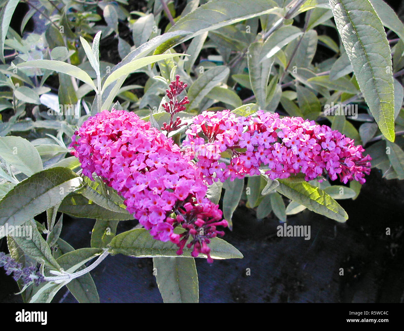 Close up of Buddleia Royal Red flowering pinicles Summer to Autumn flowering and attractive to butterflies and other insects . Stock Photo