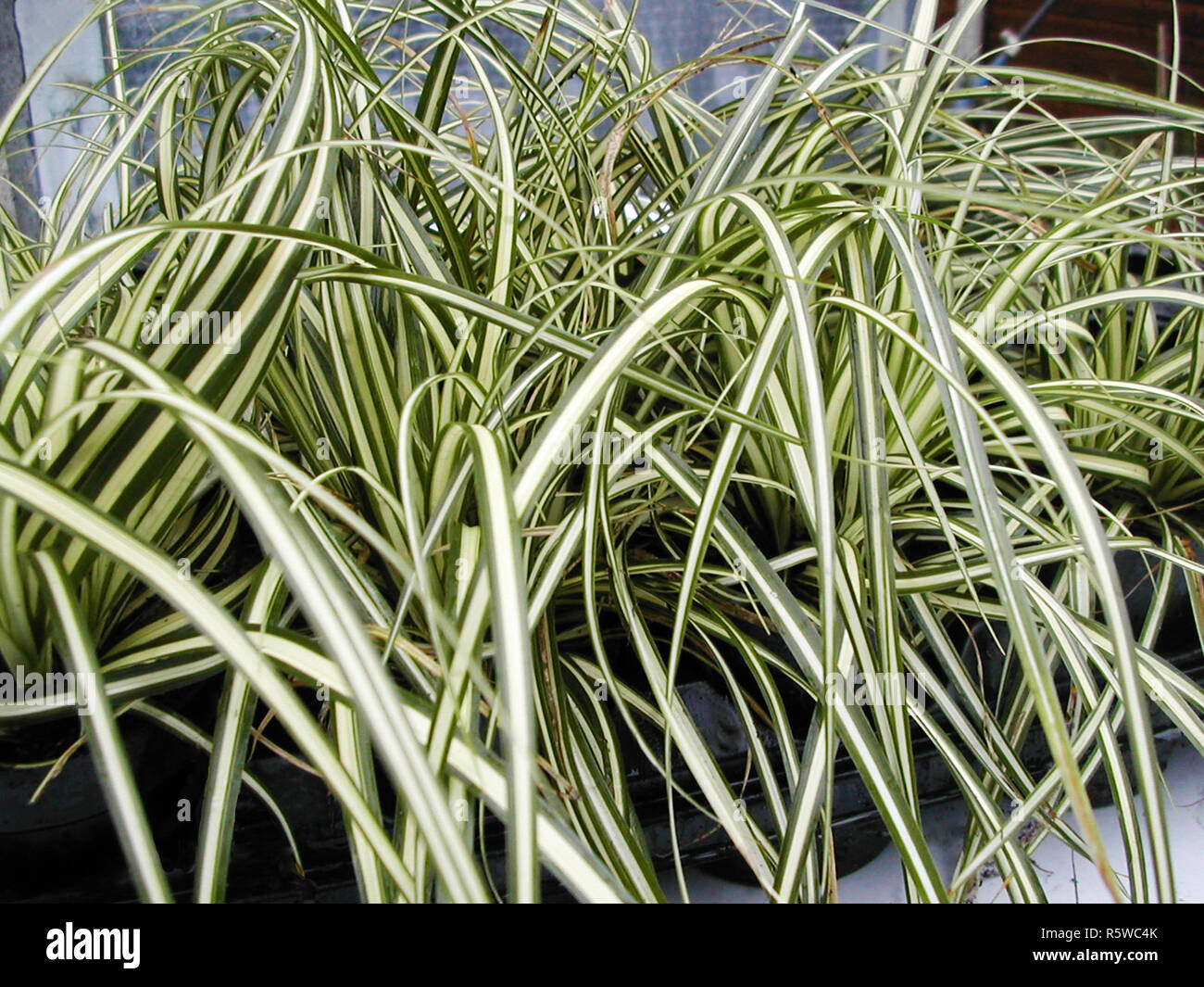 Ornamental Sedge Carex Evergold with green and creamy to yellow strap like leaves Stock Photo