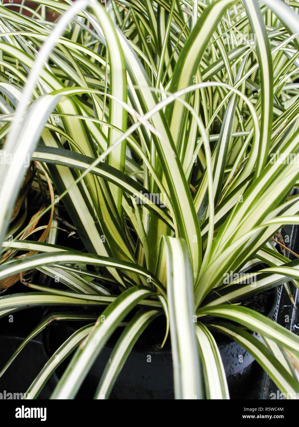 Ornamental Sedge Carex Evergold with green and creamy to yellow strap like leaves Stock Photo