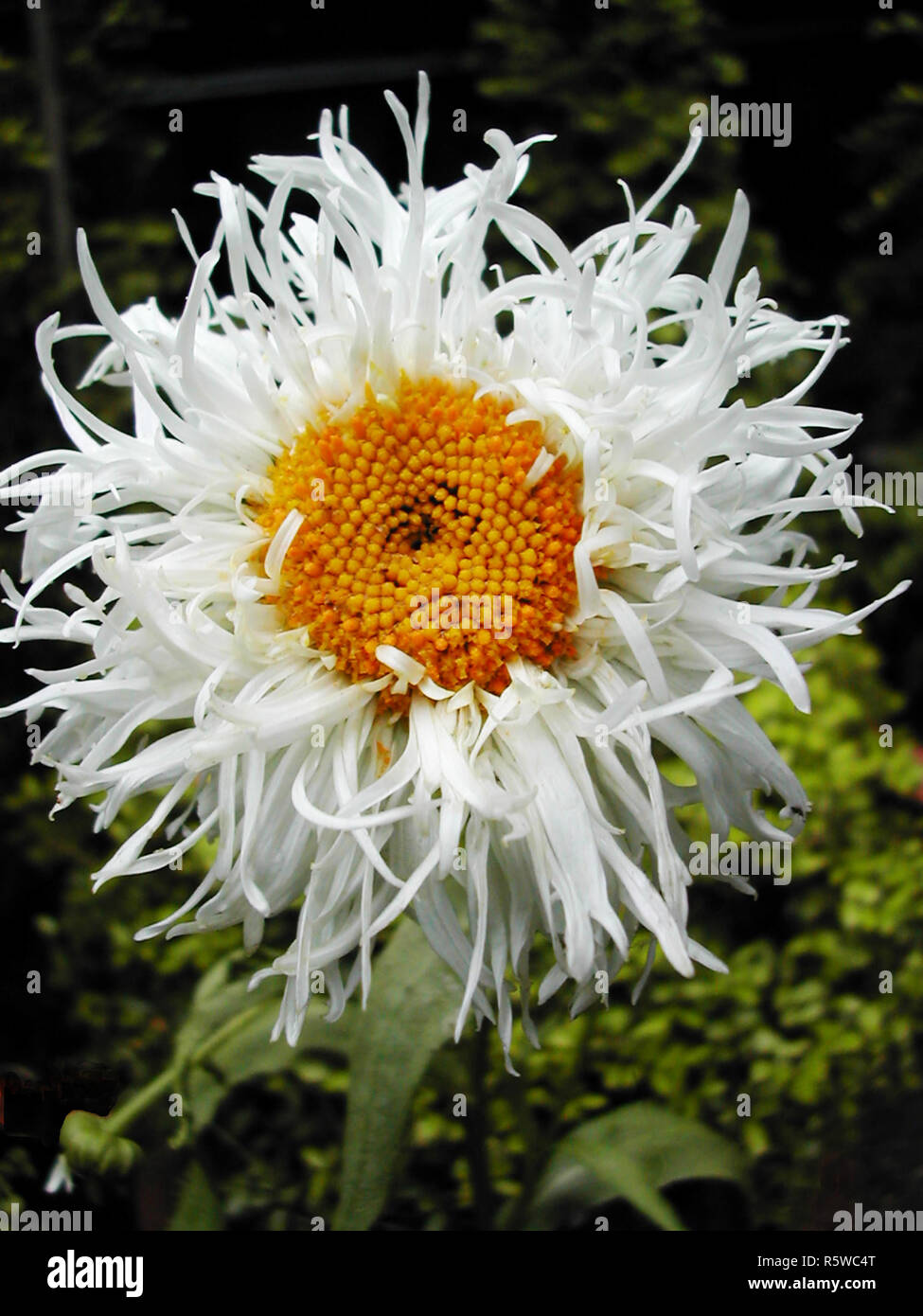 Perennial Leucanthemum x Superbum Crazy Daisy . Medium tall Chrysanthemum with double white flowers and a yellow centre . Flowers in varioun styles . Stock Photo