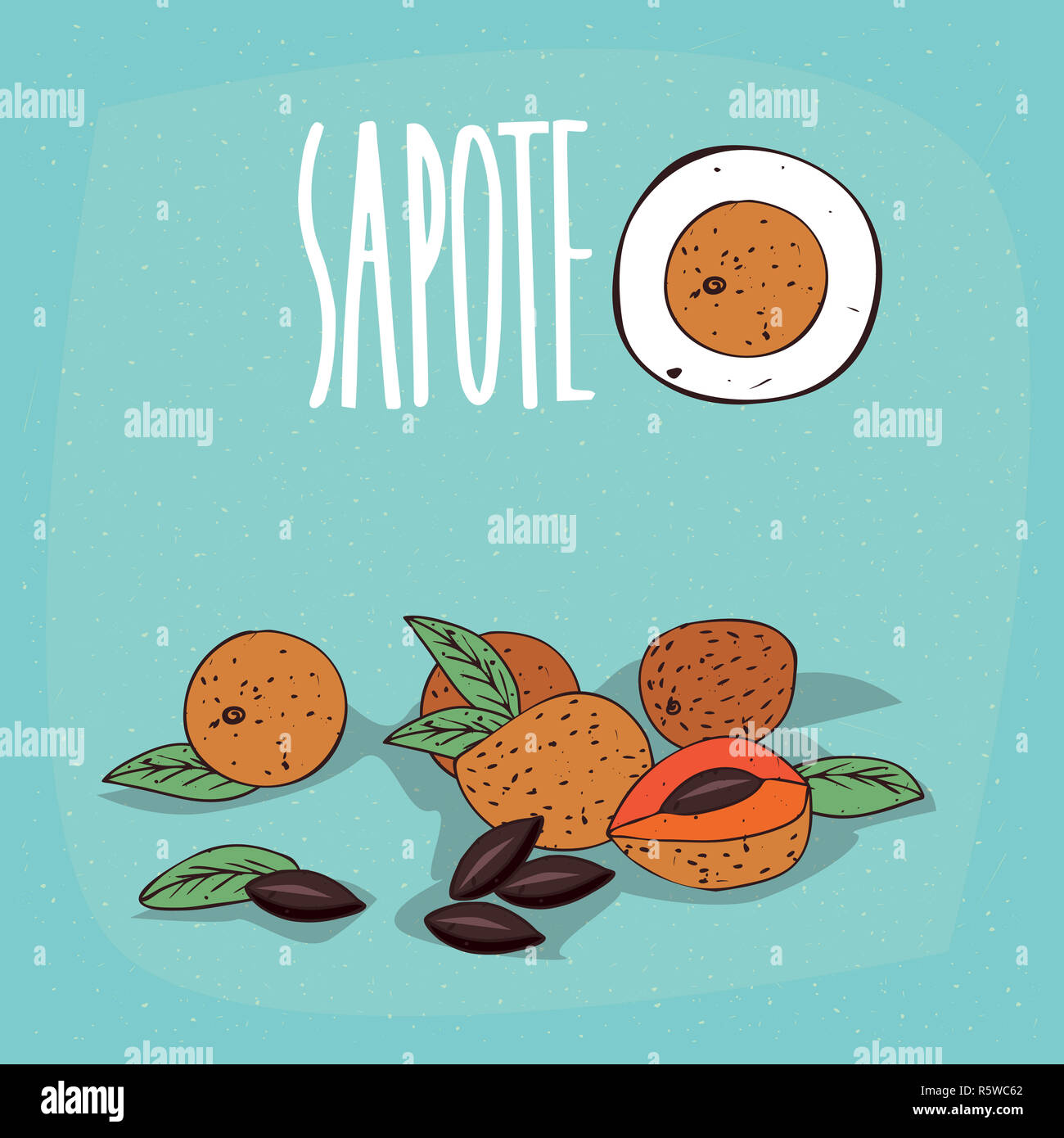 Set of isolated plant Sapote fruits herb Stock Photo Alamy