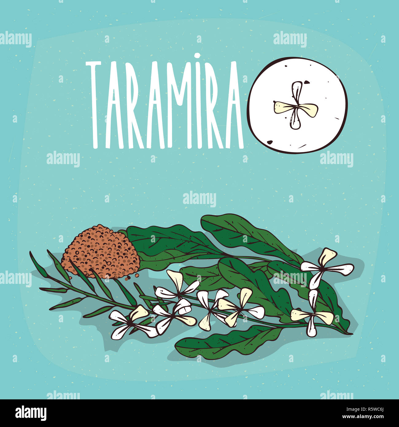 Taramira High Resolution Stock Photography And Images Alamy Taramira High Resolution Stock Photography And Images Alamy