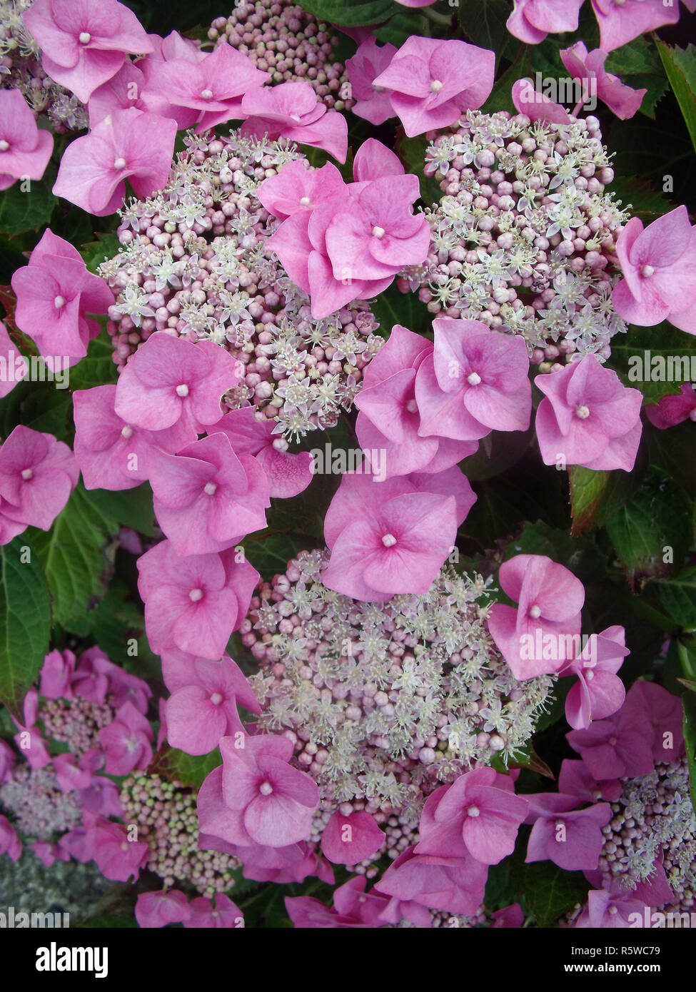 Sterile Flowers Stock Photos Sterile Flowers Stock Images Alamy