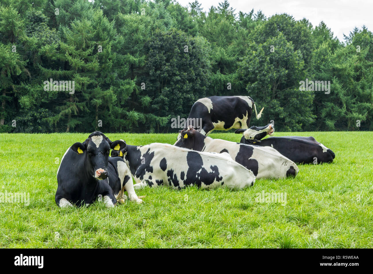 black and white Holstein fresian cows in a lush summer pasture in dutch ...