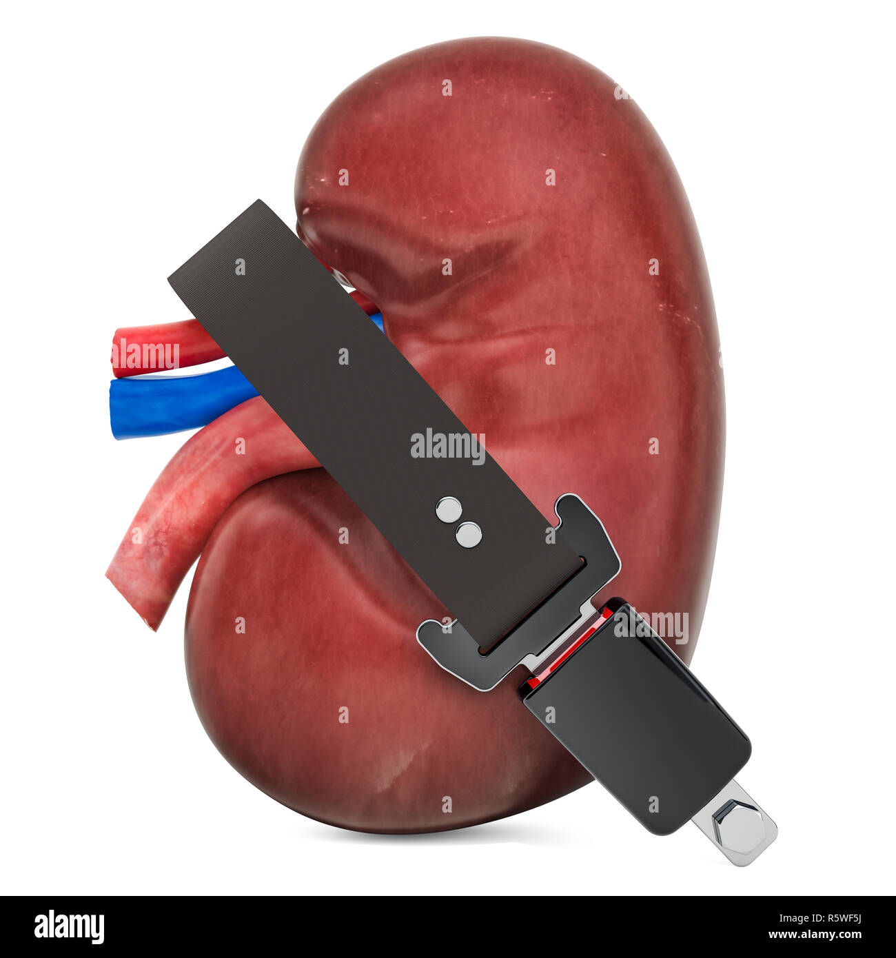 Human kidney with safety belt, protect concept. 3D rendering isolated