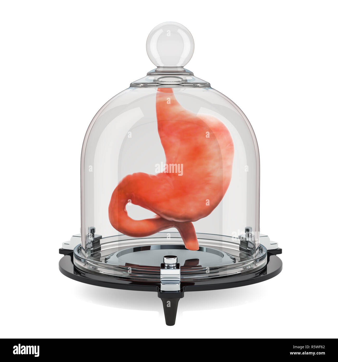 Human stomach covered by glass bell, protect concept. 3D rendering ...