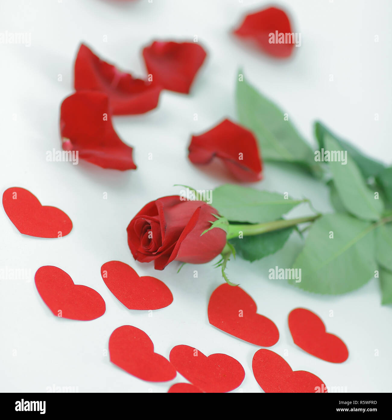 romantic concept . red rose on white background Stock Photo - Alamy