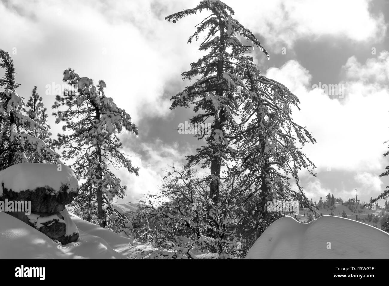 Desert Plants Under Snow, Climate Change at Southern California, Big Bear Mountain, San Bernardino, 2016 Stock Photo
