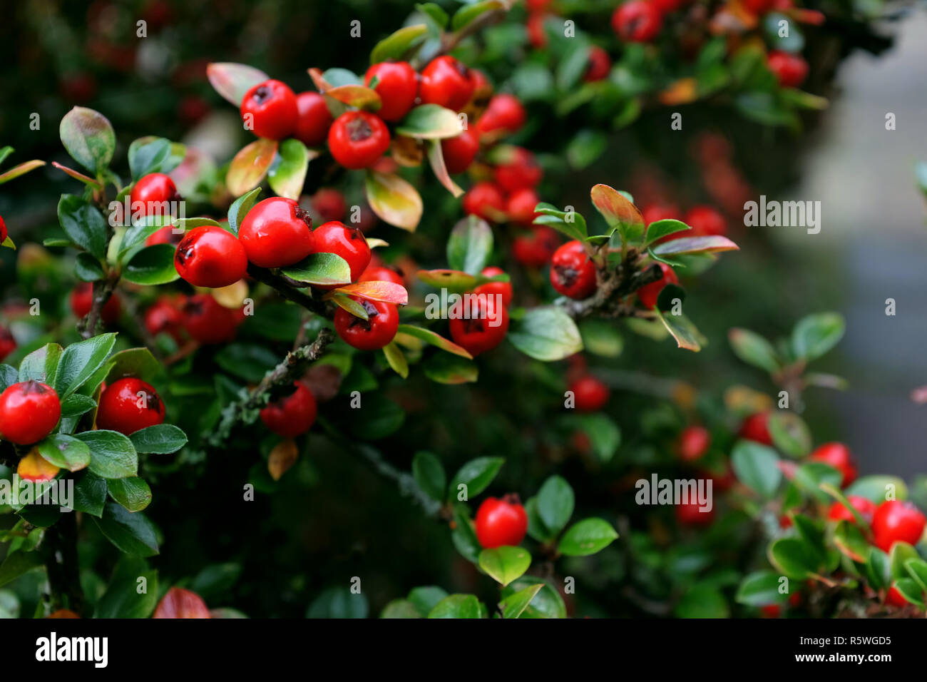 Red cotoneaster berries with green foliage Stock Photo