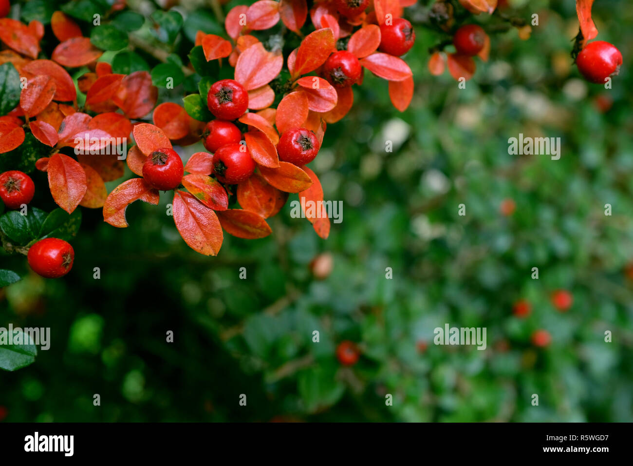 Red cotoneaster berries on a patch of autumn leaves Stock Photo