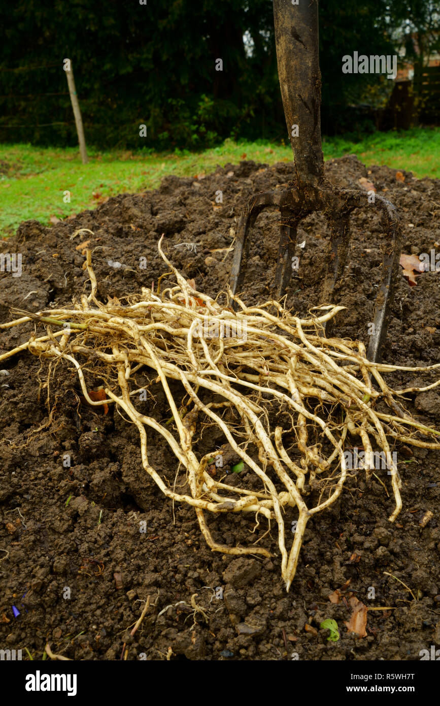 Field Bindweed Roots