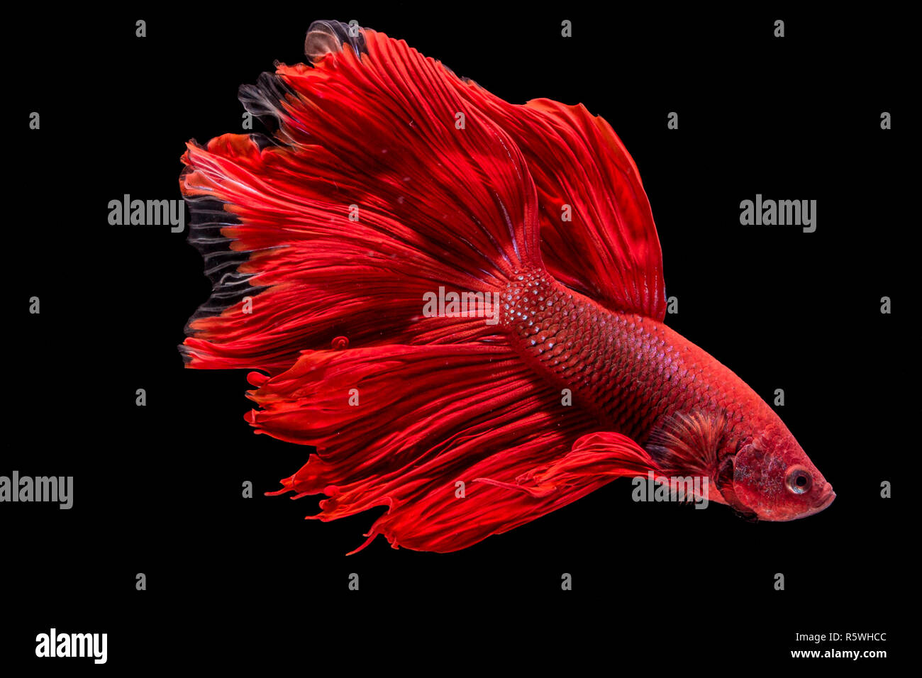 betta hi-res stock and images -
