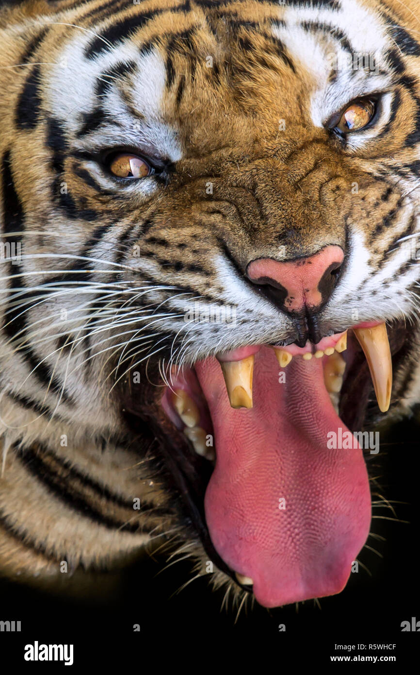 Tigers Animal Teeth