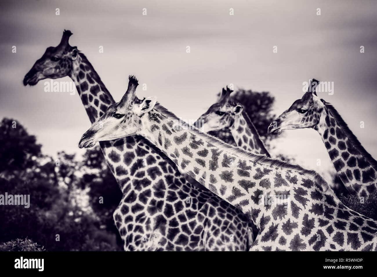 Giraffe familiy hi-res stock photography and images - Alamy