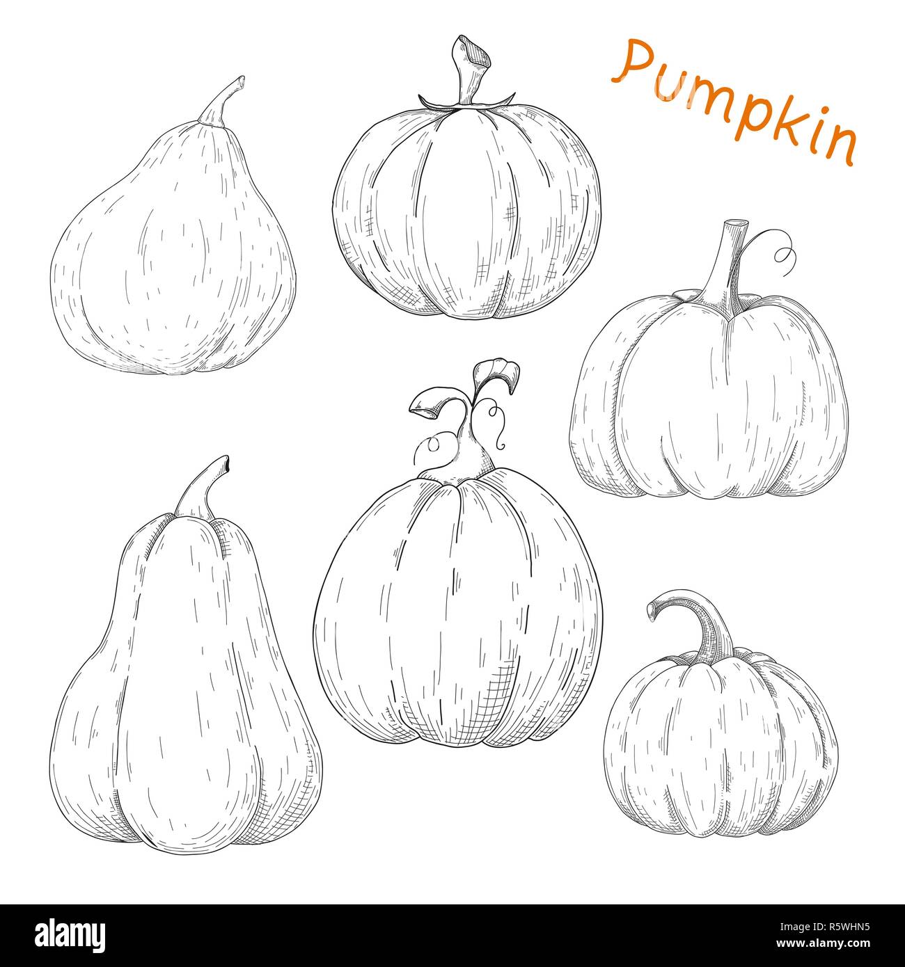 Set of pumpkins isolated on white background. Vector Stock Vector Image ...
