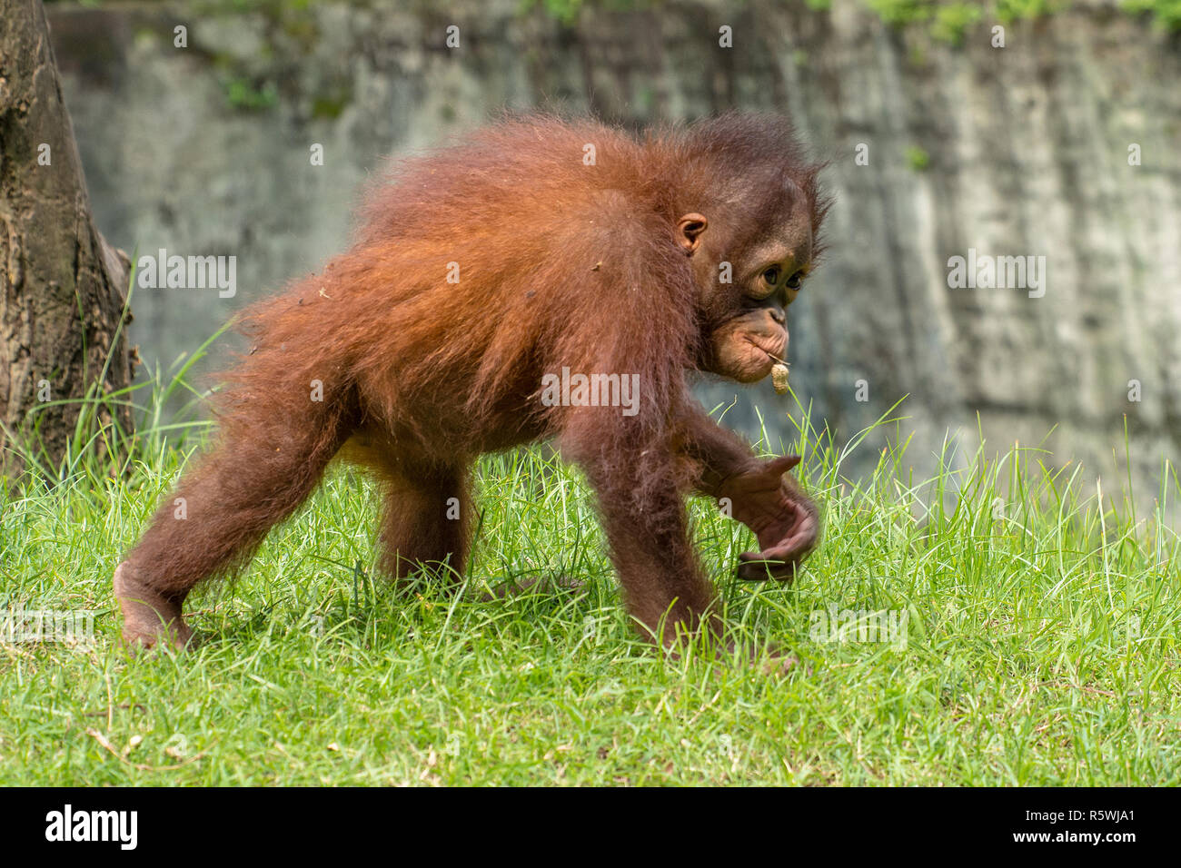 Infant orangutan walking, Borneo, Indonesia Stock Photo