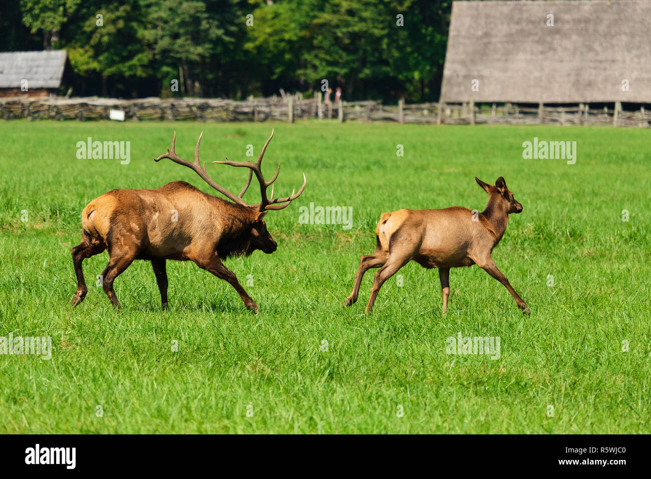 Wild elk in rut at Great Smoky Mountains National Park in Tennessee and