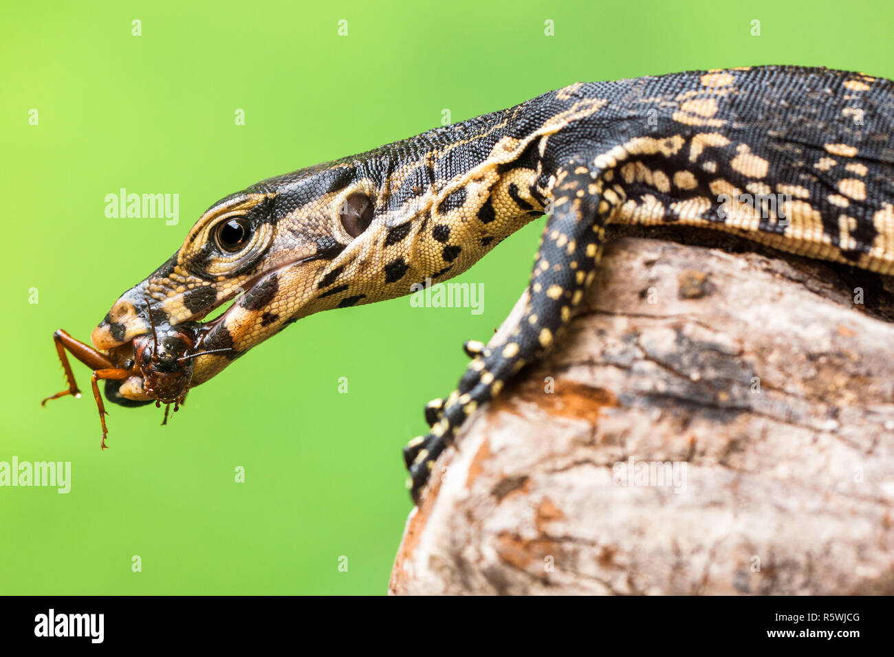 Lizard Eating Insect