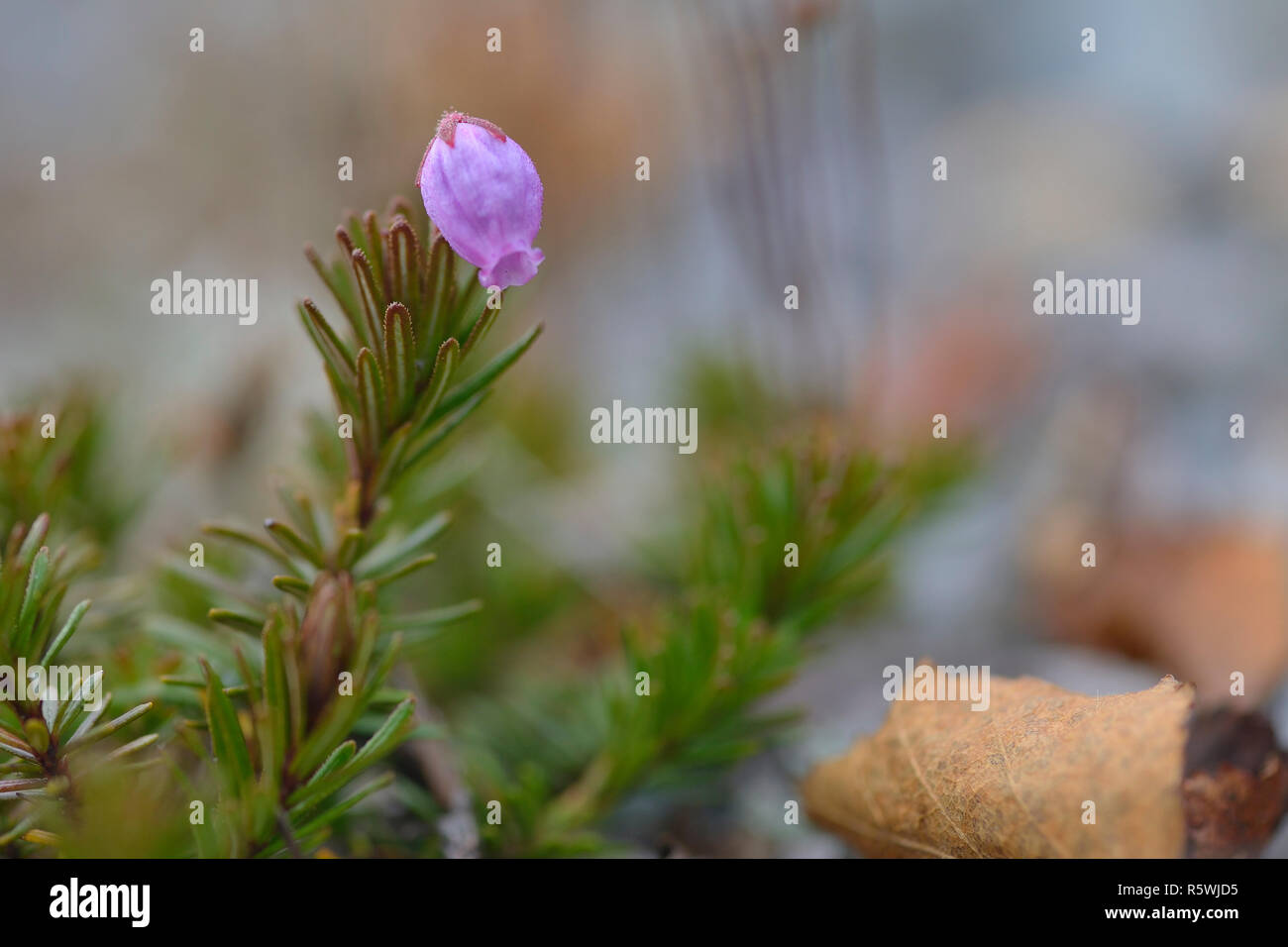 Â mountain heather (phyllodoce caerulea) Stock Photo