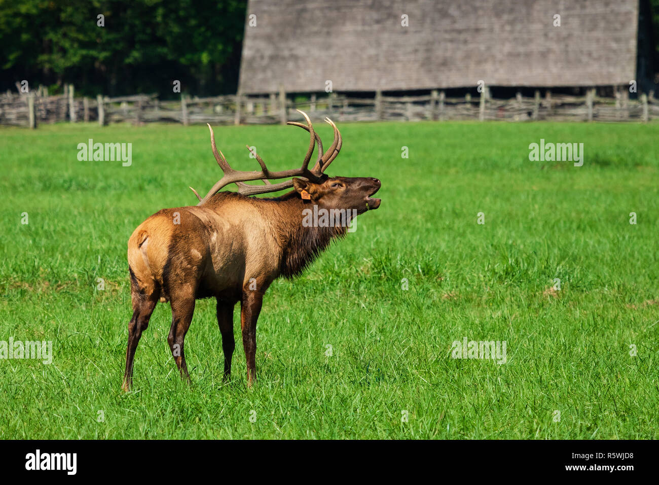 Wild elk in rut at Great Smoky Mountains National Park in Tennessee and North Carolina Stock