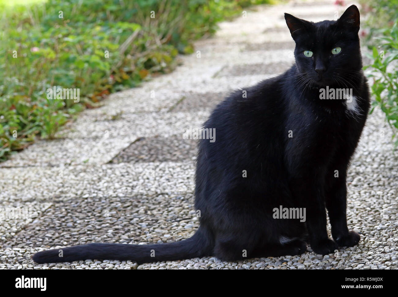 a tall slender black male cat Stock Photo