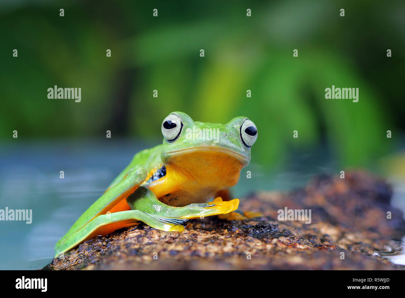 Javan tree frog sitting on a branch, Indonesia Stock Photo - Alamy