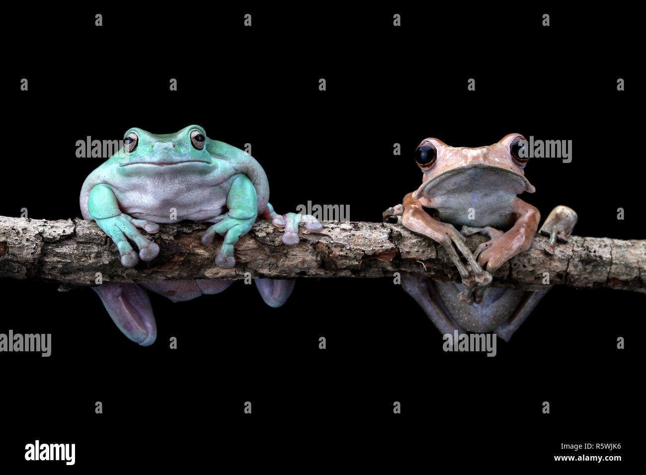 Eared tree frog and dumpy tree frog sitting on branch, Indonesia Stock ...