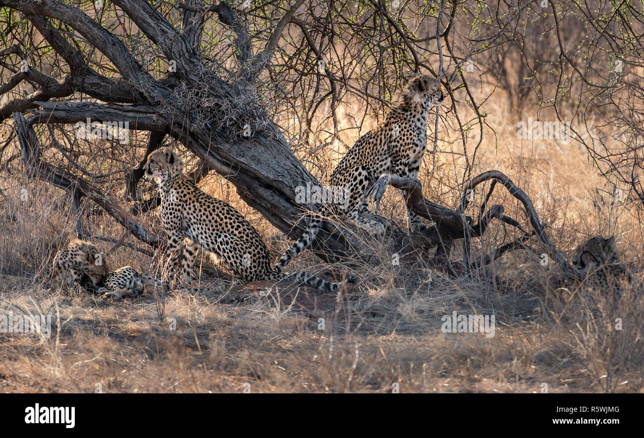 Four cheetah cubs under a tree, Kenya Stock Photo