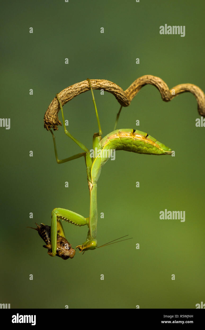 Mantis on a branch holding insect prey, Indonesia Stock Photo
