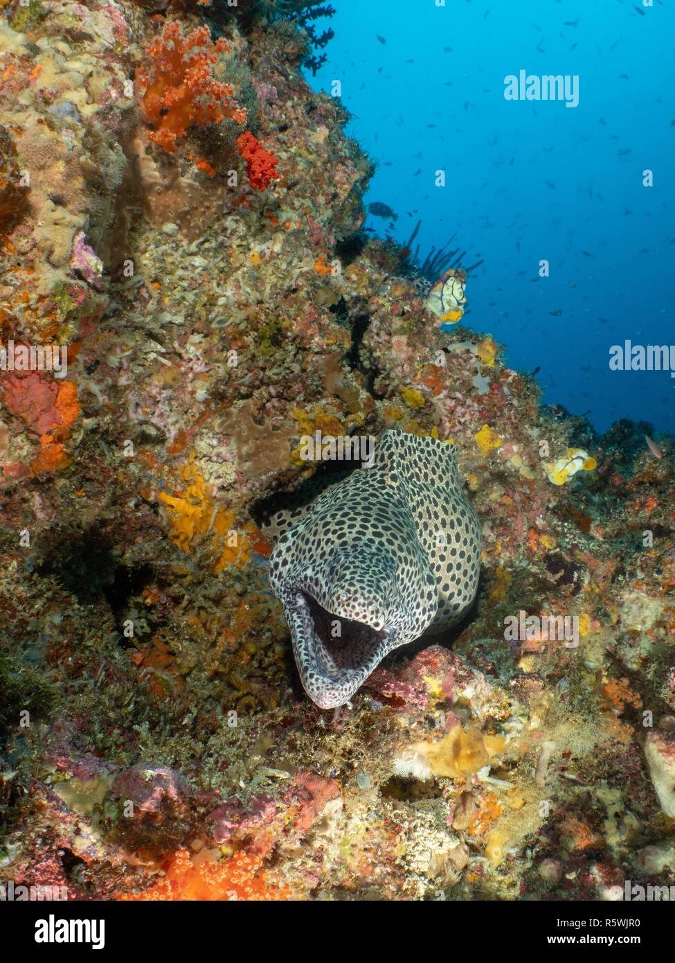 Portrait of a moray eel in a coral reef, Indonesia Stock Photo Alamy