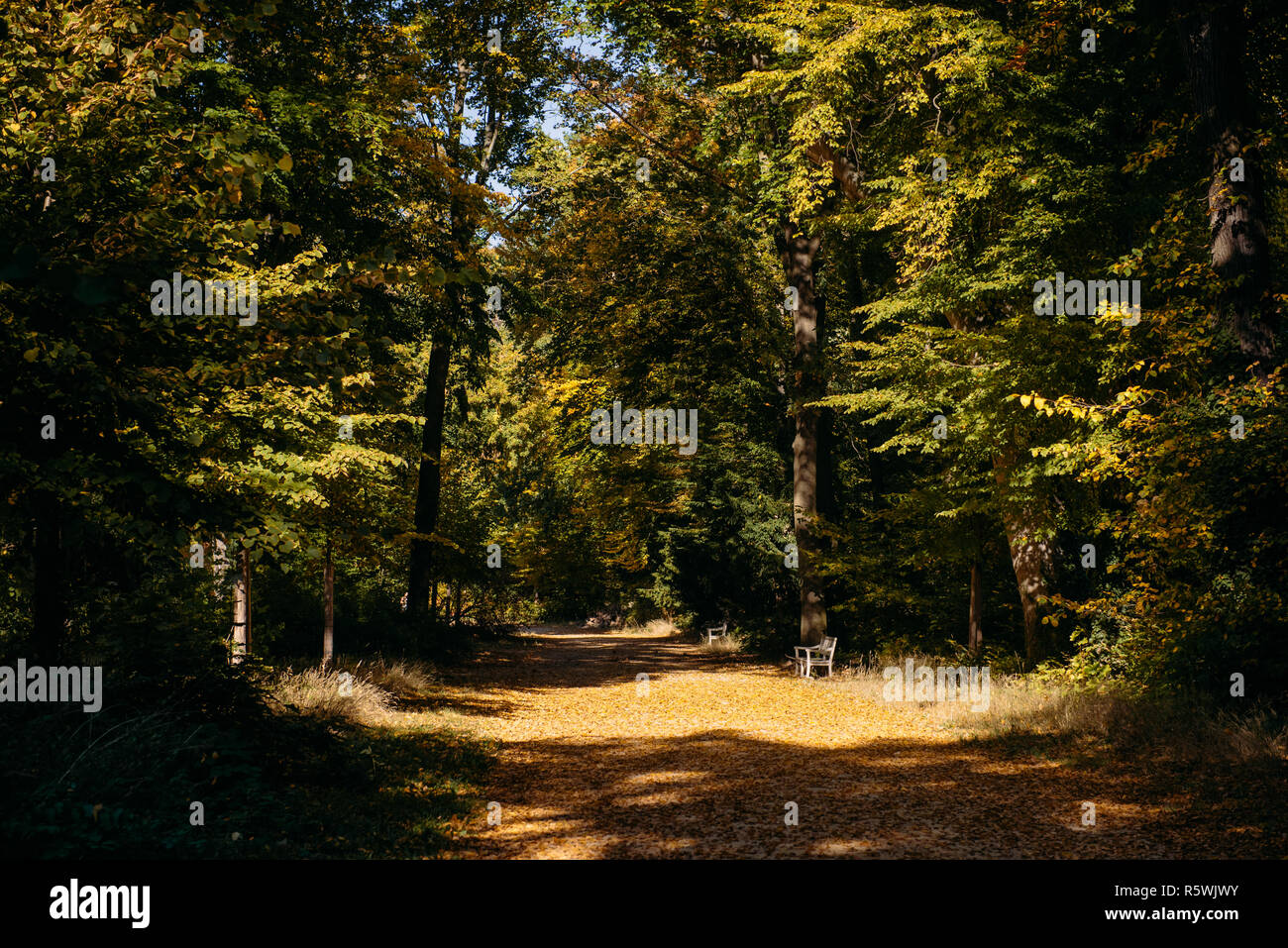Berlin Forest High Resolution Stock Photography and Images - Alamy