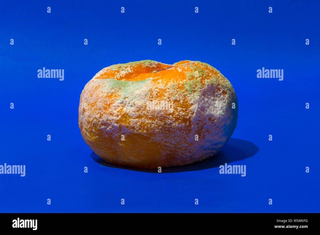 Mouldy, rotten fruit - an orange. Stock Photo